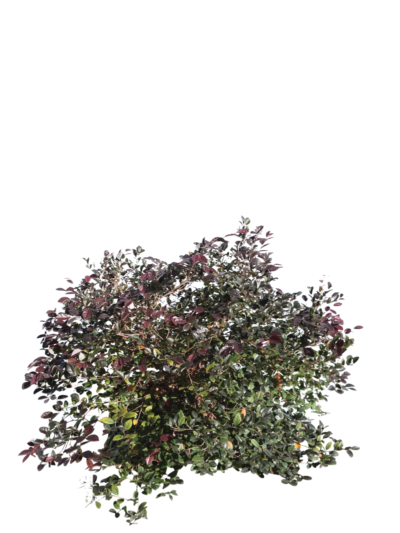 Loropetalum chinense ‘Fire Dance’ - Flatpot