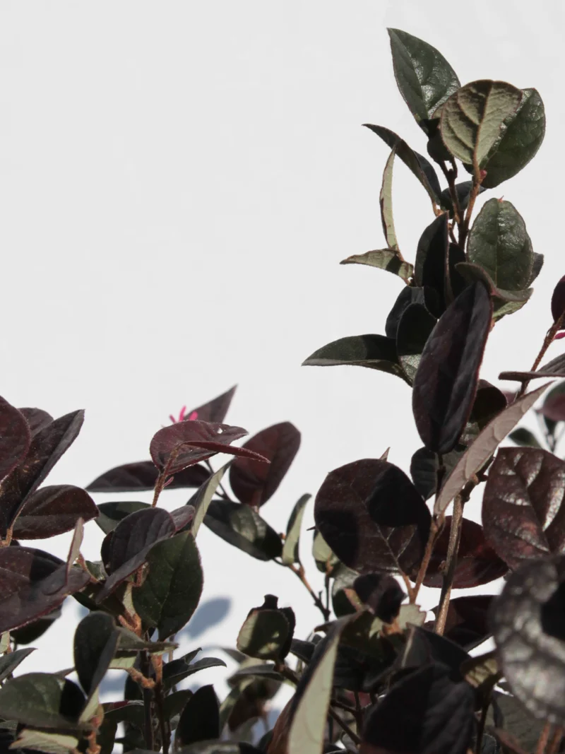 Loropetalum chinense ‘Fire Dance’ - Flatpot