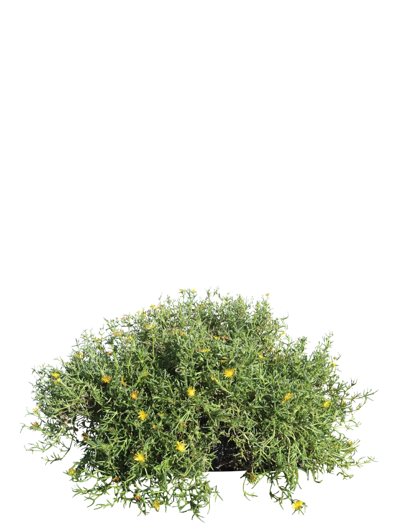 Malephora crocea var. purpureo-crocea - Flatpot