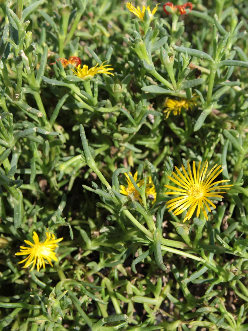 Malephora crocea var. purpureo-crocea - Flatpot