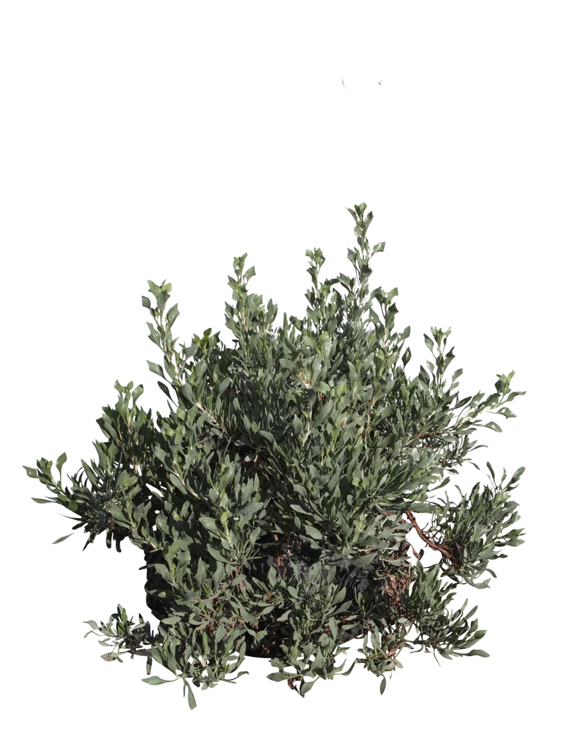Limoniastrum monopetalum - Flatpot