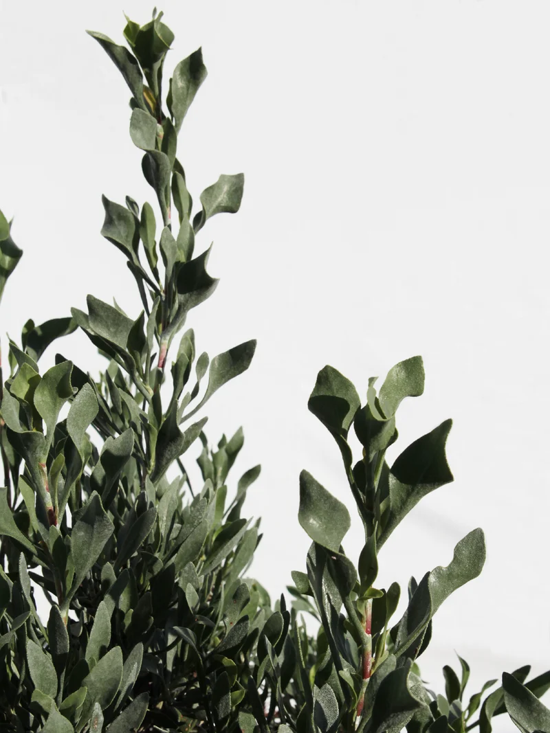 Limoniastrum monopetalum - Flatpot