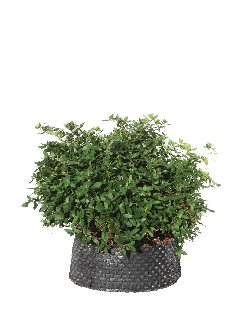Lonicera caprifolium - Flatpot
