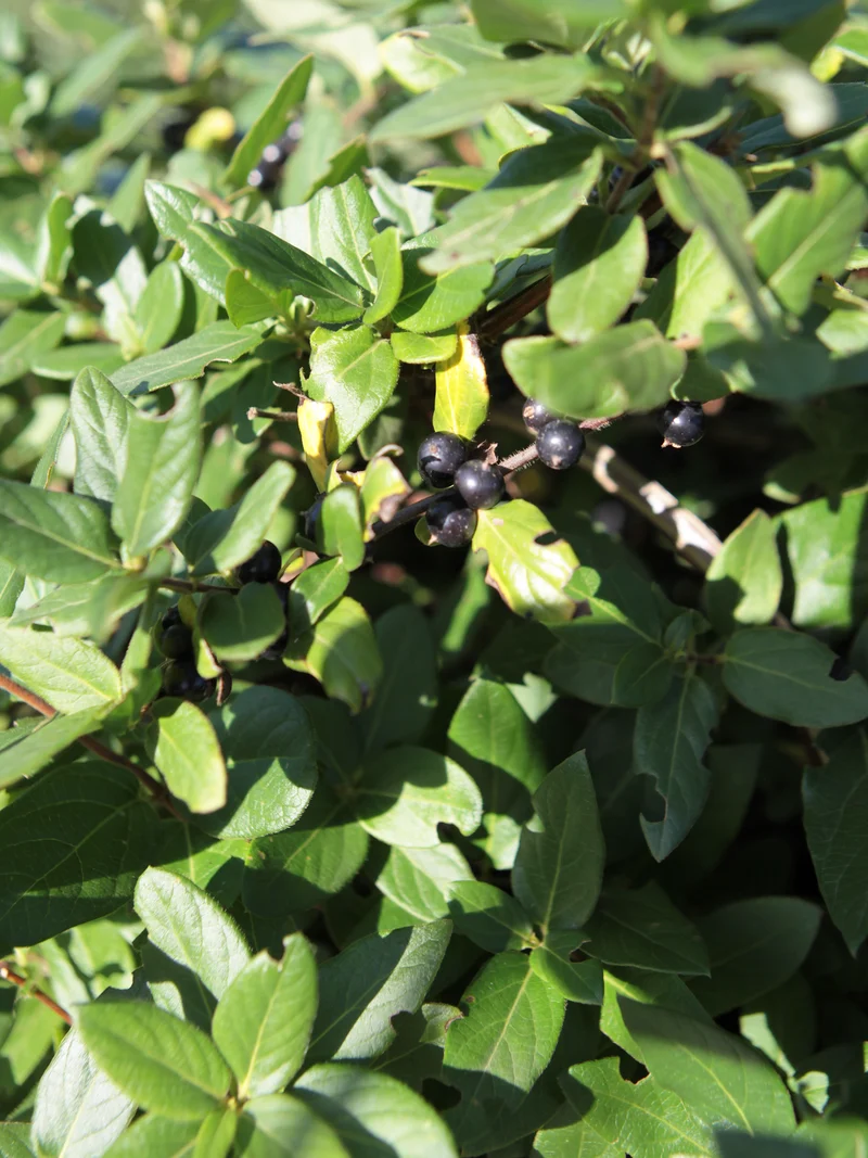 Lonicera caprifolium - Flatpot