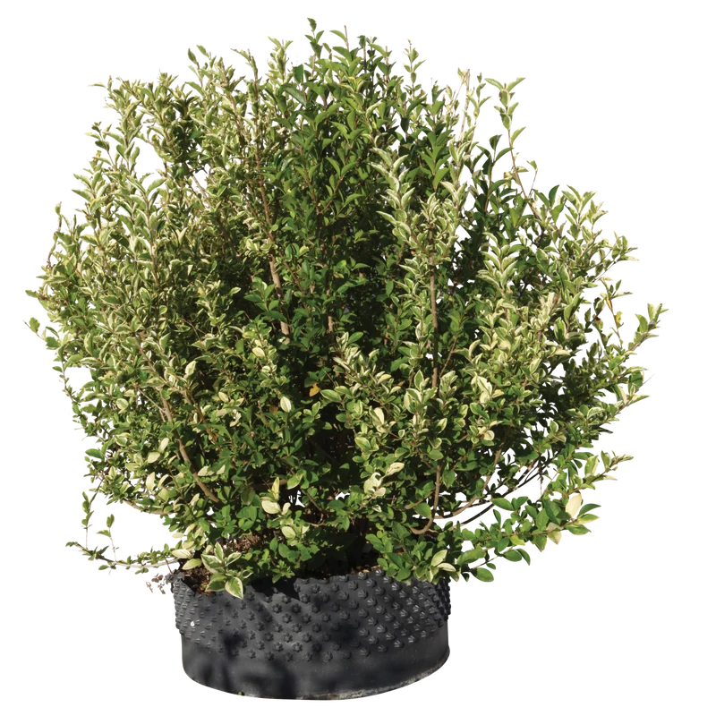 Ligustro ovalifolia variegatum - Flatpot