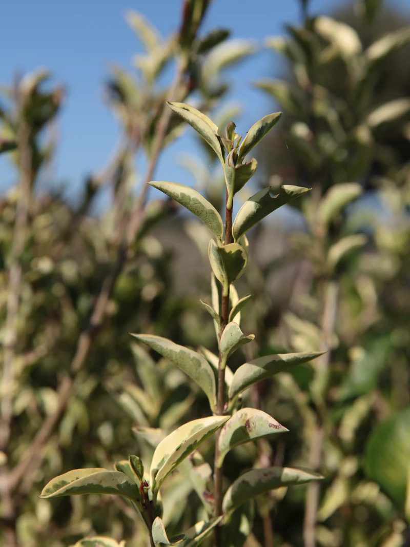 Ligustro ovalifolia variegatum - Flatpot