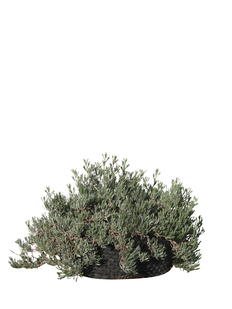 Limoniastrum monopetalum 'Carnaval' - Flatpot