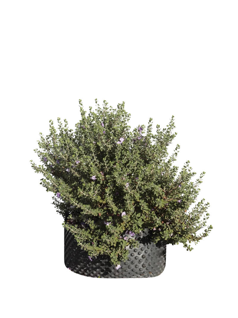 Leucophyllum langmaniae - Flatpot