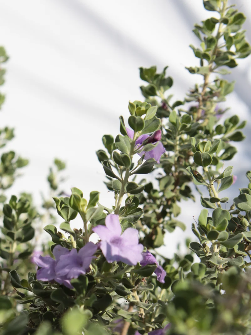 Leucophyllum langmaniae - Flatpot