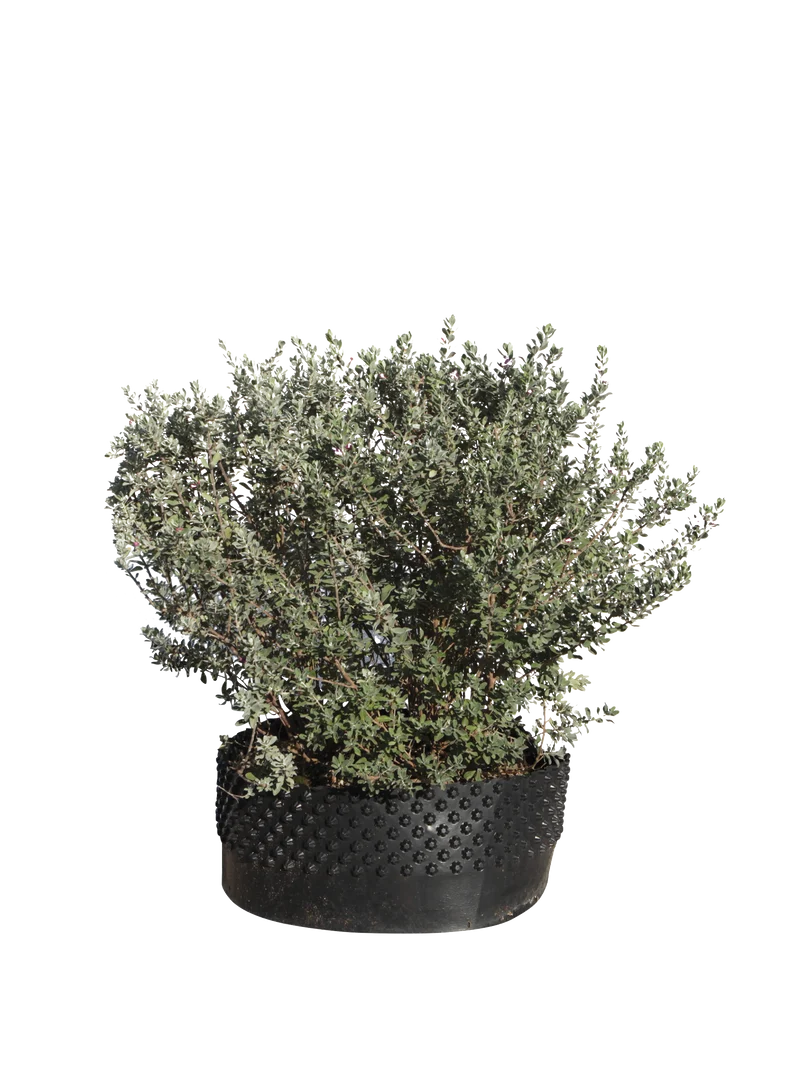 Leucophyllum frutescens - Flatpot