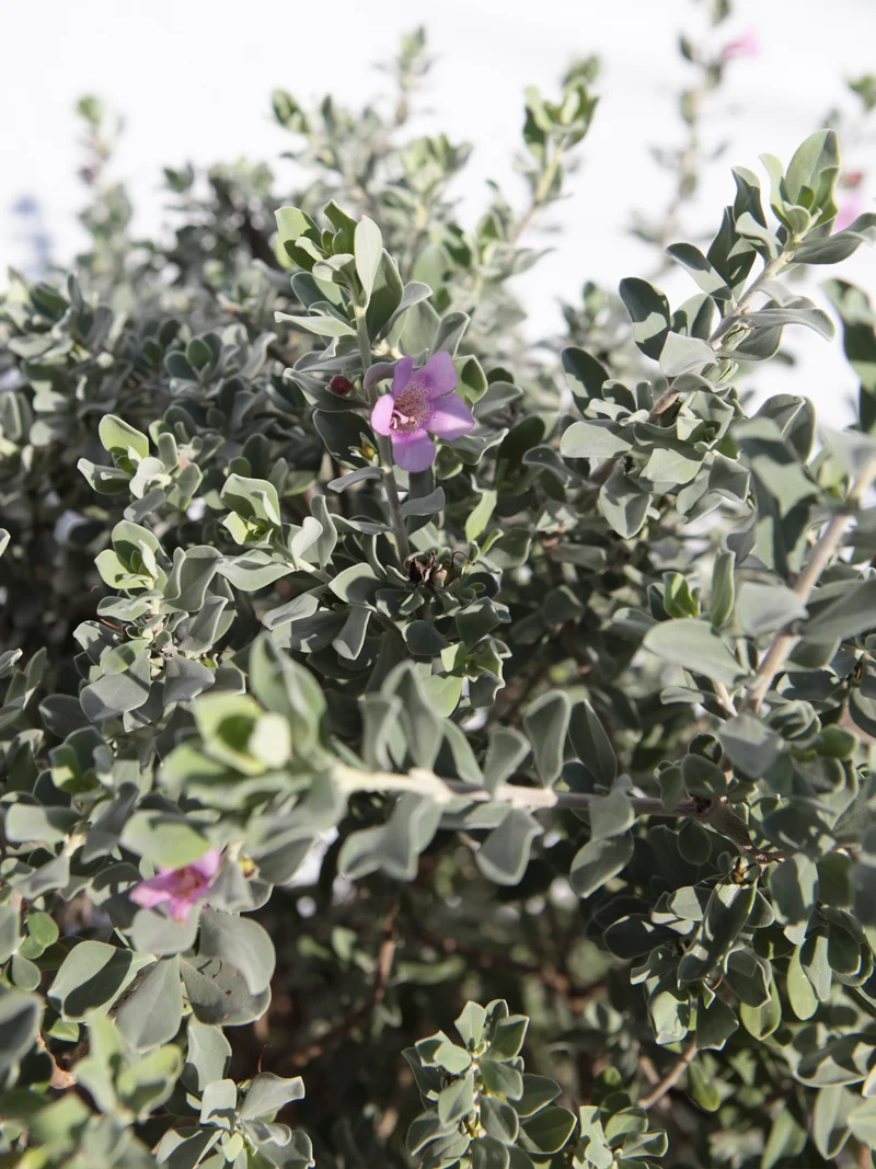 Leucophyllum frutescens - Flatpot