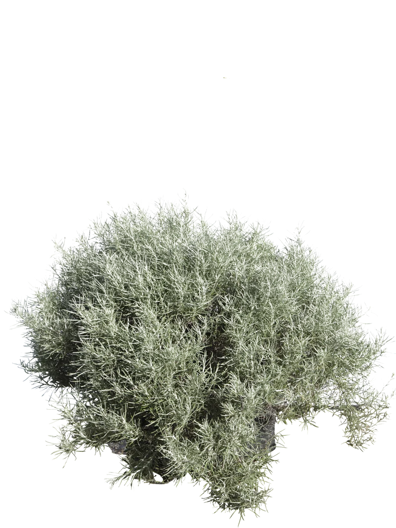 Helichrysum italicum - Flatpot