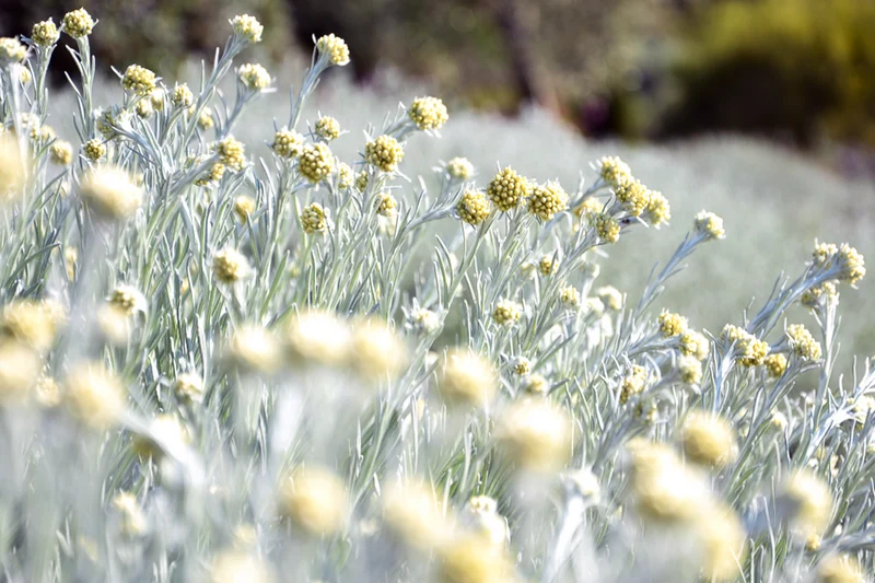 Helichrysum italicum - Flatpot
