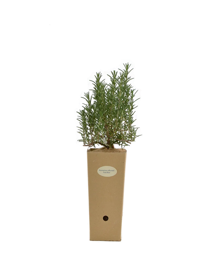 Rosmarinus officinalis 'Fota Blue'