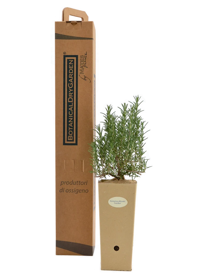 Rosmarinus officinalis 'Fota Blue'