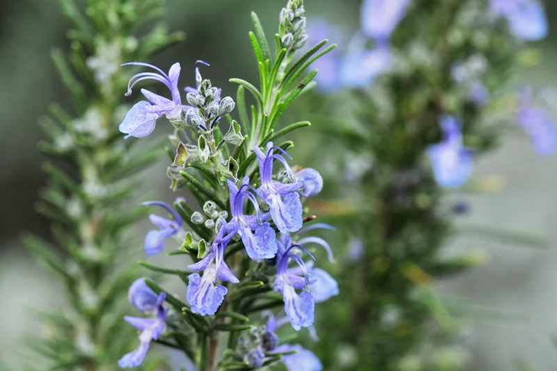 Rosmarinus officinalis 'Sappho'