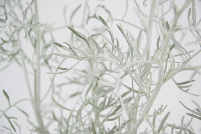 Senecio cineraria 'Silver Dust'