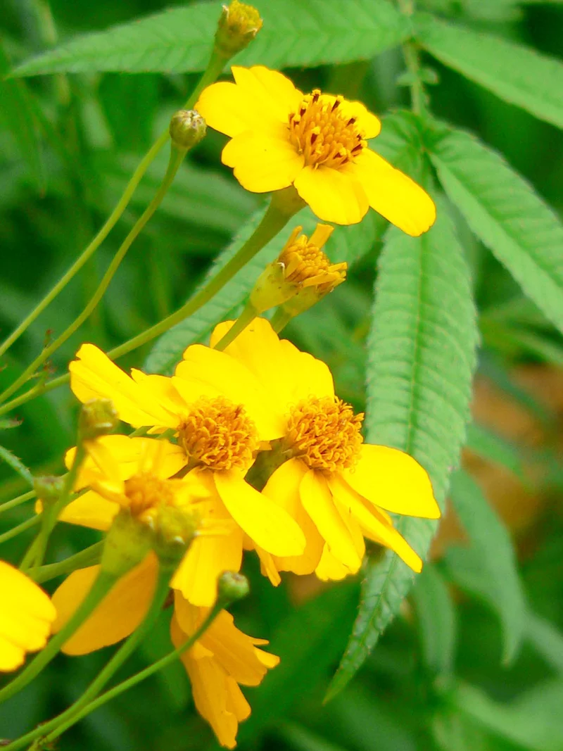 Tagetes lemmonii