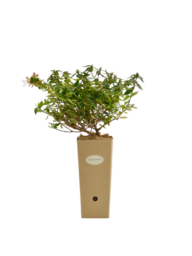 Abelia x grandiflora