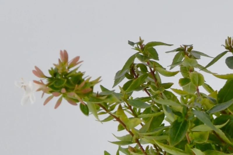 Abelia x grandiflora