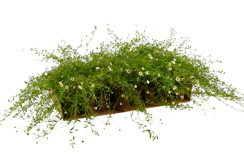 Prato di Erigeron karvinskianus