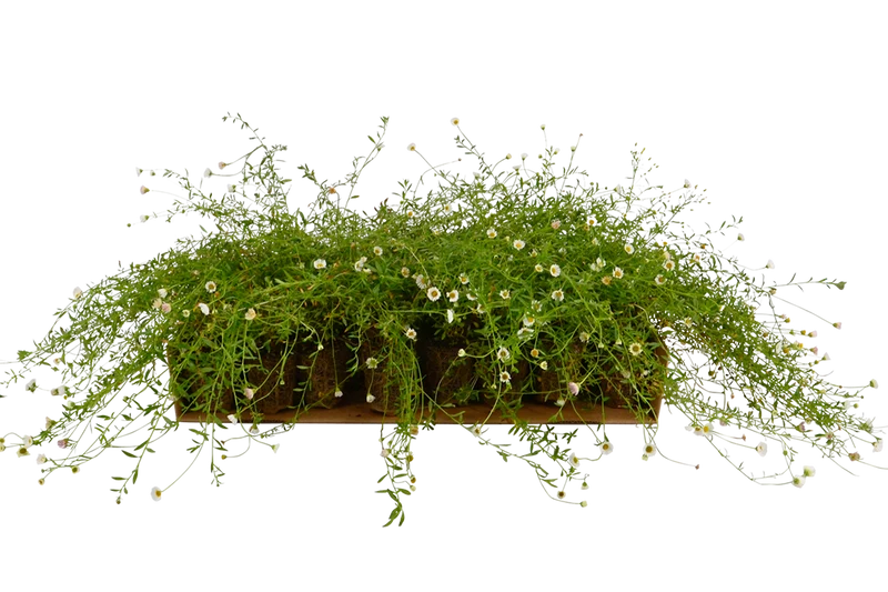 Prato di Erigeron karvinskianus