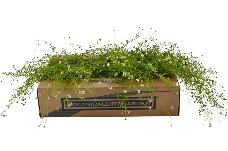 Prato di Erigeron karvinskianus