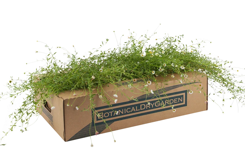 Prato di Erigeron karvinskianus