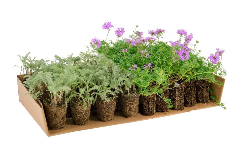 Prato Mix di Verbena hybrida e Achillea crithmifolia