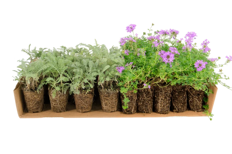 Prato Mix di Verbena hybrida e Achillea crithmifolia