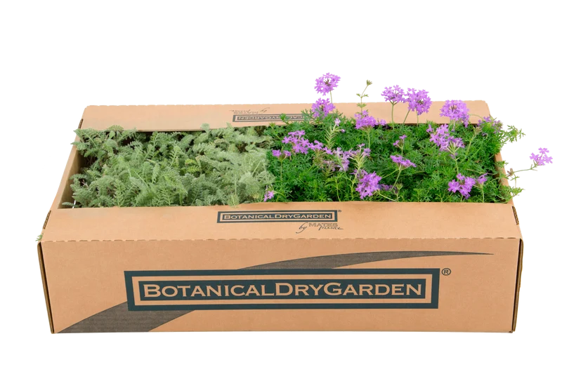 Prato Mix di Verbena hybrida e Achillea crithmifolia