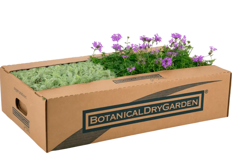 Prato Mix di Verbena hybrida e Achillea crithmifolia