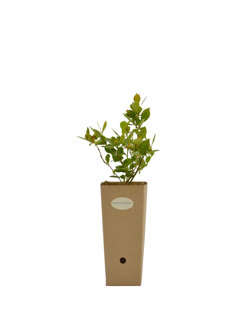 Vaccinium corymbosum