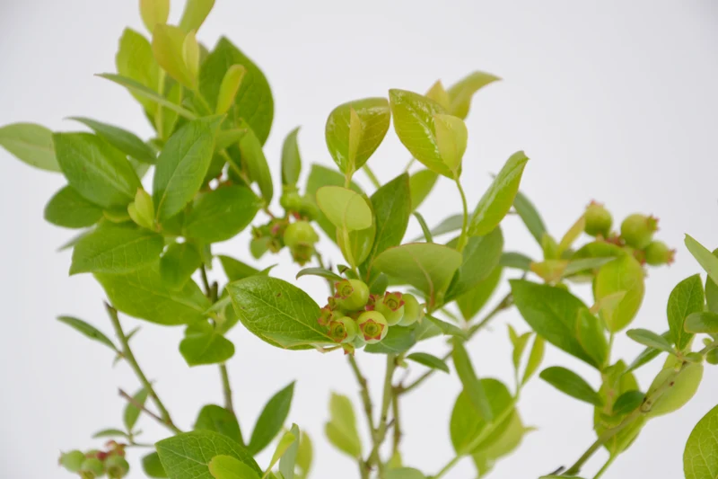 Vaccinium corymbosum