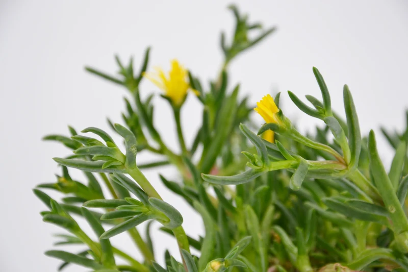 Malephora lutea