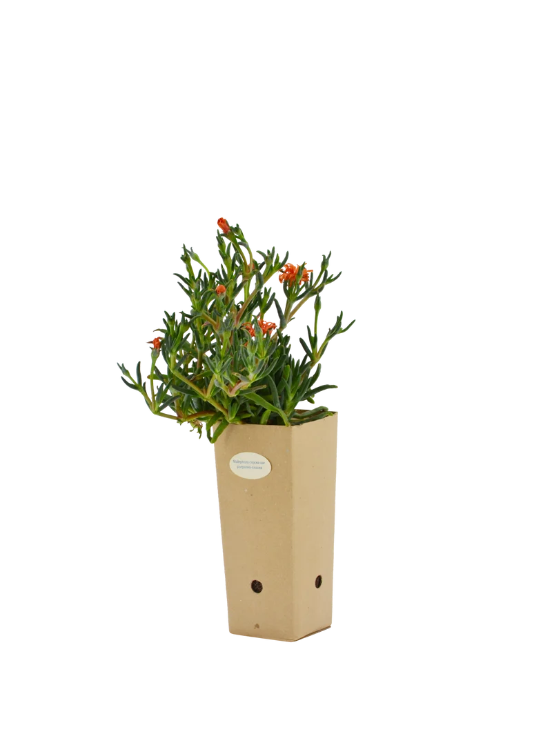 Malephora crocea var. purpureo-crocea