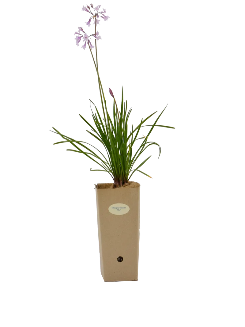Tulbaghia violacea 'Alba'