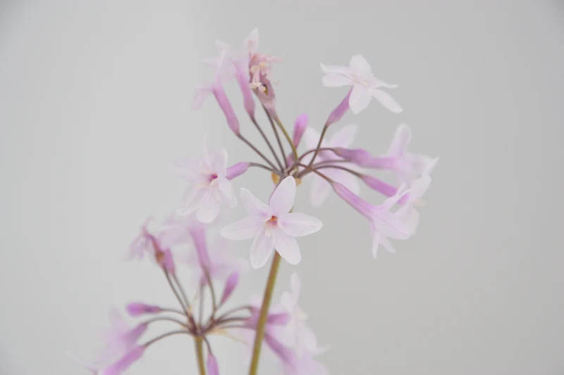 Tulbaghia violacea 'Alba'