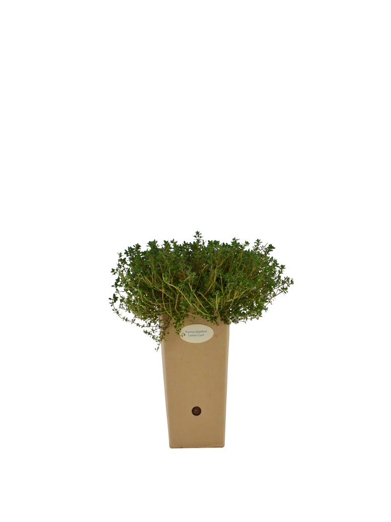 Thymus serpyllum 'Lemon Curd'