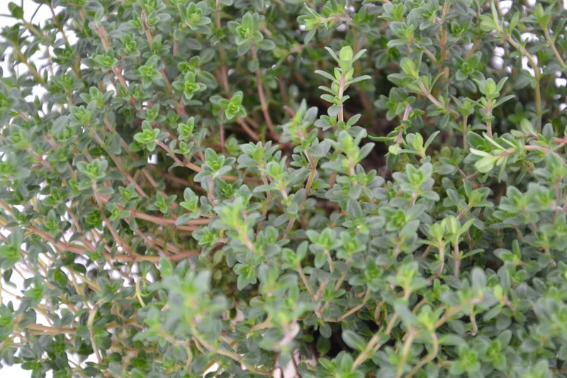Thymus serpyllum 'Lemon Curd'