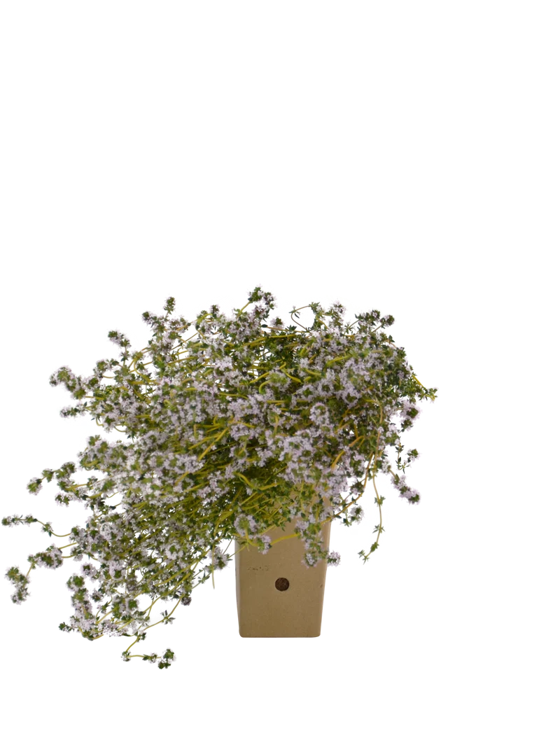 Thymus vulgaris