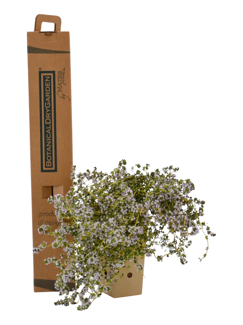 Thymus vulgaris