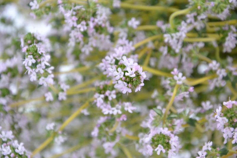 Thymus vulgaris