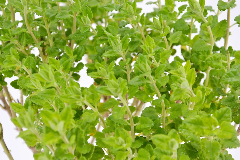 Teucrium flavum 'Grandiflorum'