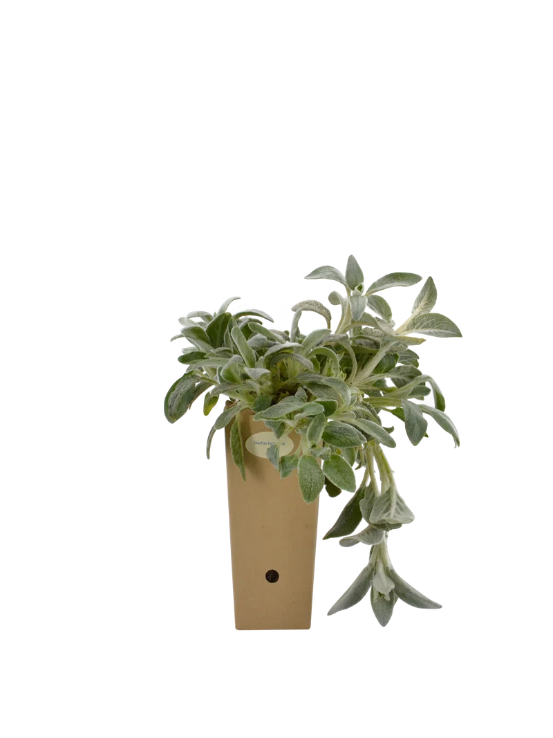Stachys byzantina (Stachys lanata)