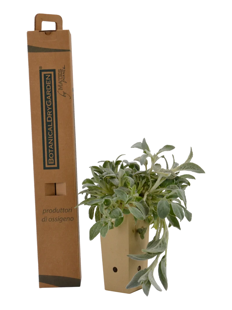 Stachys byzantina (Stachys lanata)
