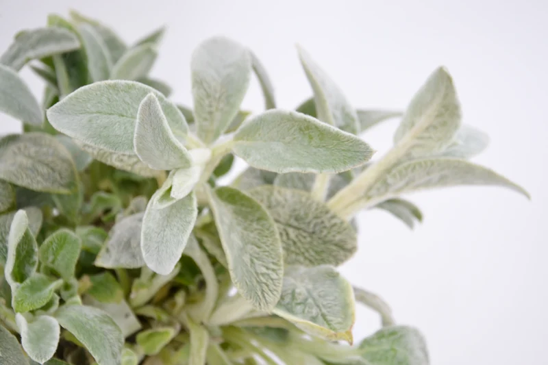 Stachys byzantina (Stachys lanata)