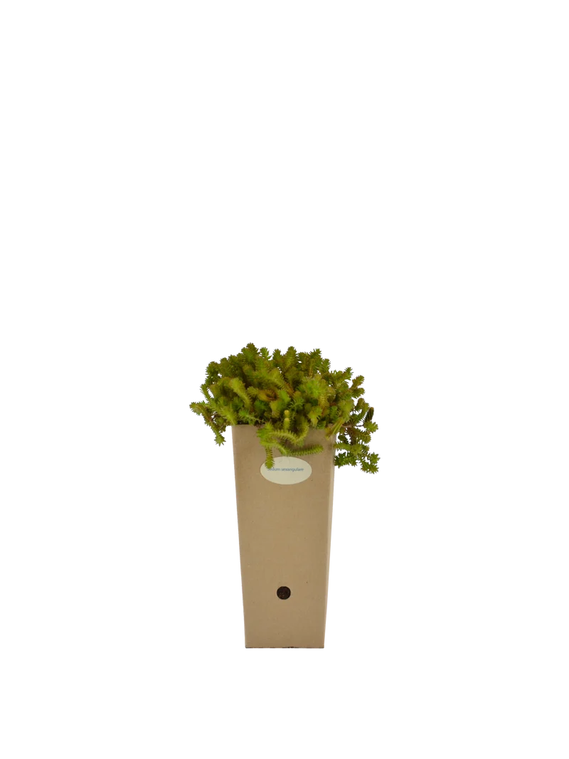 Sedum sexangulare
