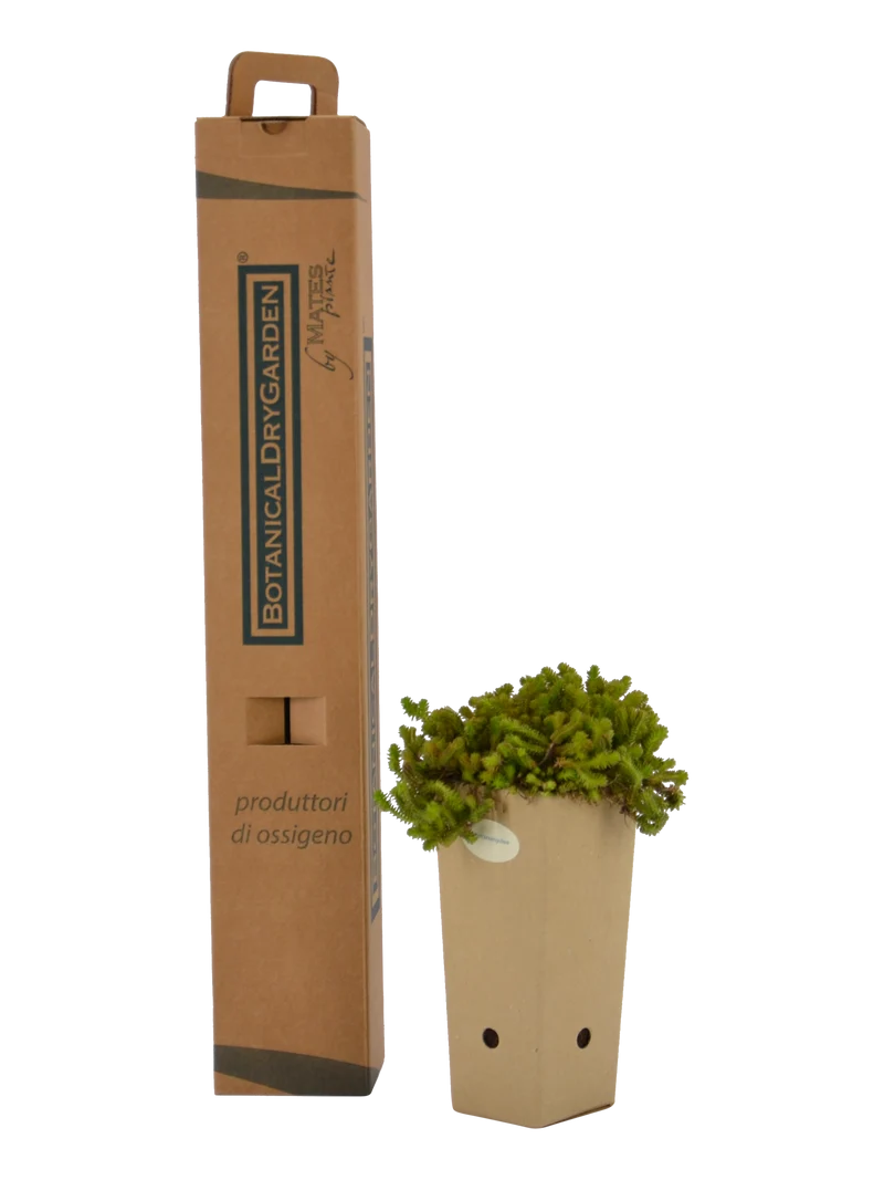 Sedum sexangulare
