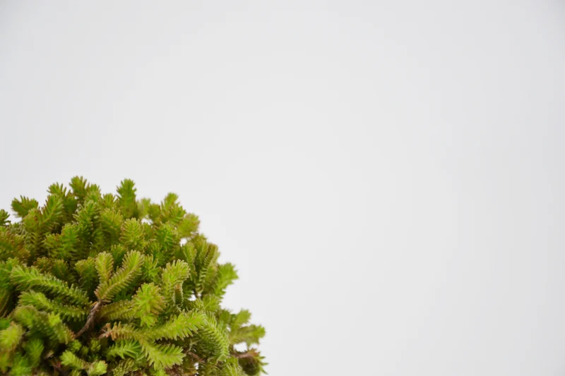 Sedum sexangulare